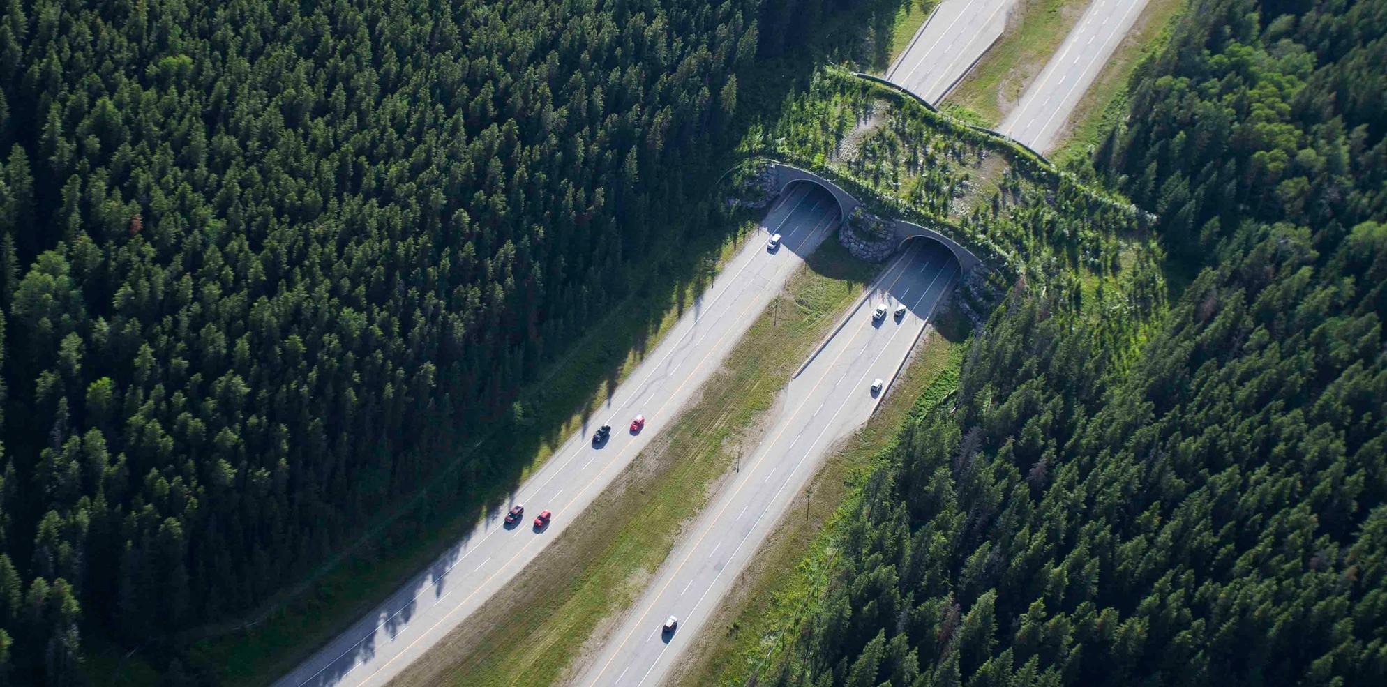A wildlife overpass on Highway 1 in Banff National Park as seen from an aerial view.