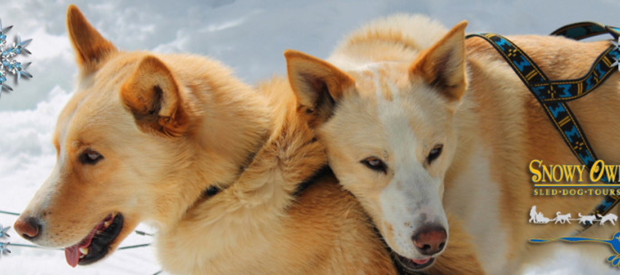 Snowy Owl Sled Dog Tours