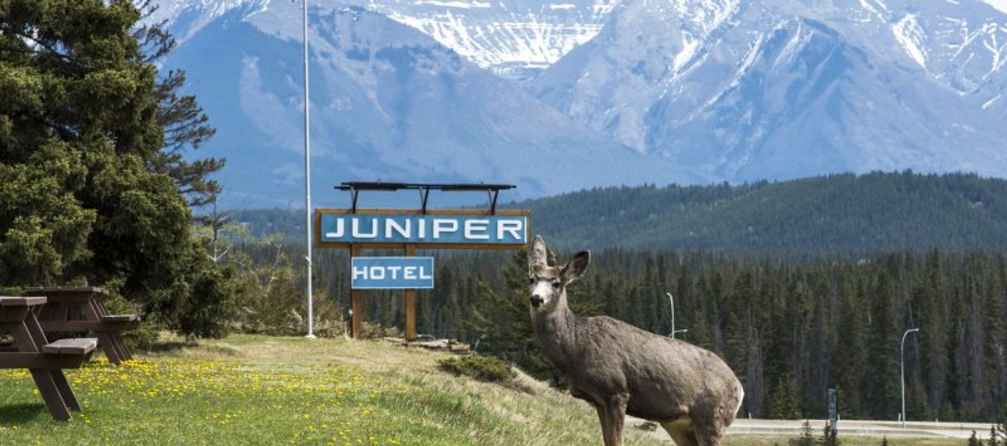 Juniper Hotel
