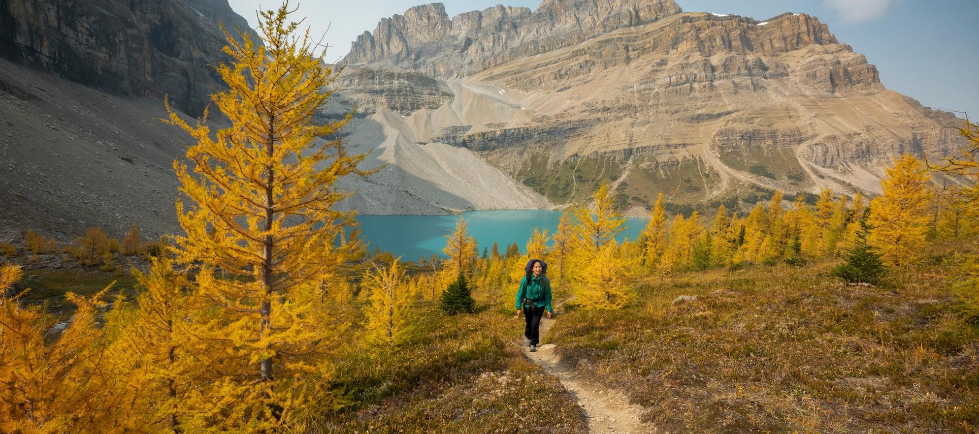 A person hiking a trail among golden larches trees in Skoki Valley in Banff National Park.