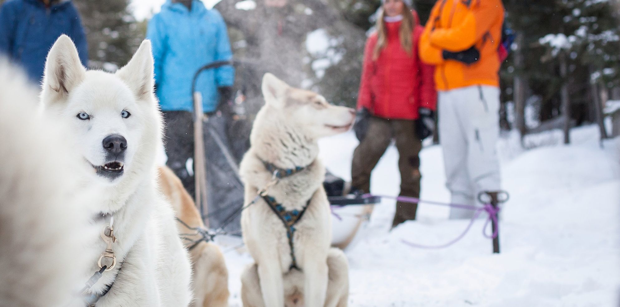 Dog Sledding Great Divide Trail Noel Hendrickson