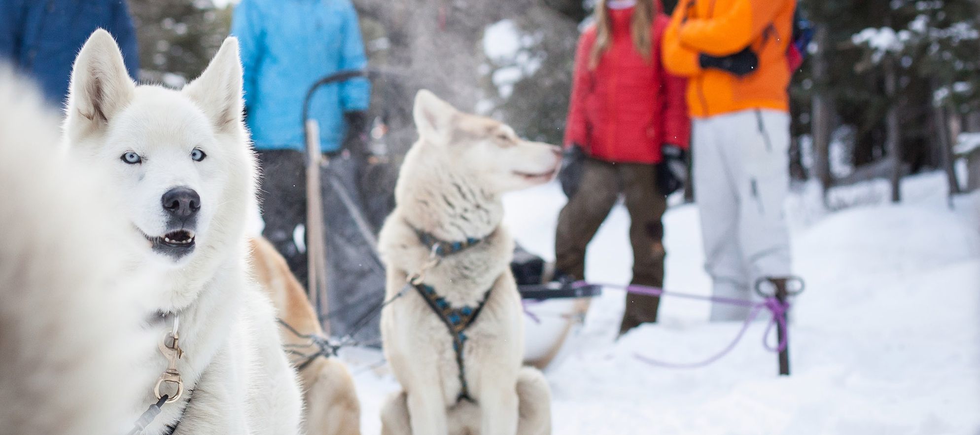 Dog Sledding Great Divide Trail Noel Hendrickson