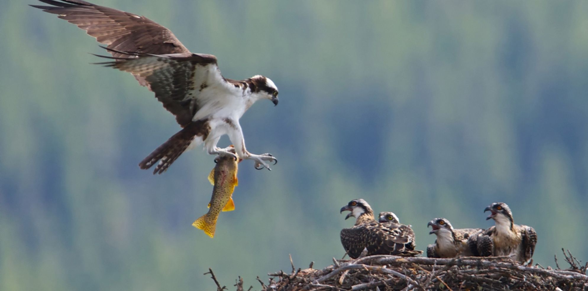 osprey, Banff National Park