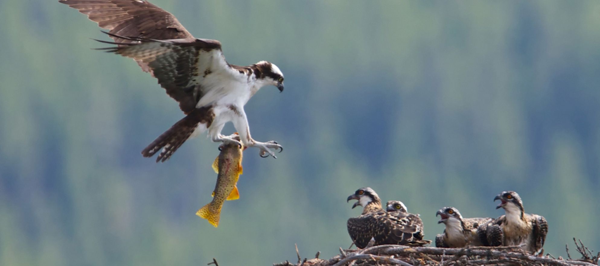 osprey, Banff National Park