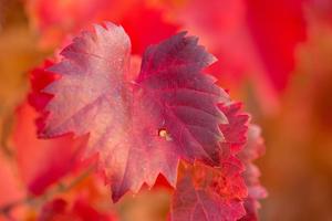 vigne-rouge