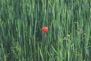 bouton-rouge-sur-le-gland