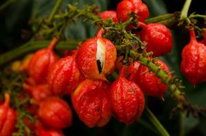 guarana
