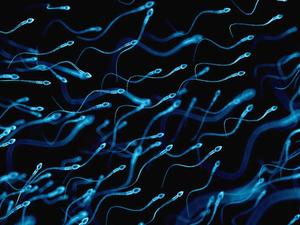 duree-de-vie-spermatozoides