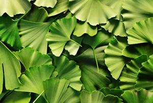 ginkgo-biloba