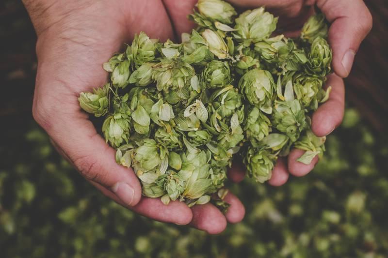houblon-sauvage-prix