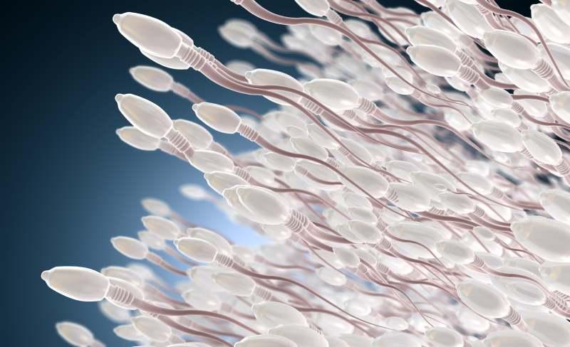 gonadotrophine-chorionique-humaine-medicament-spermatozoides
