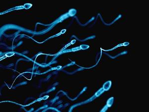 spermatozoides