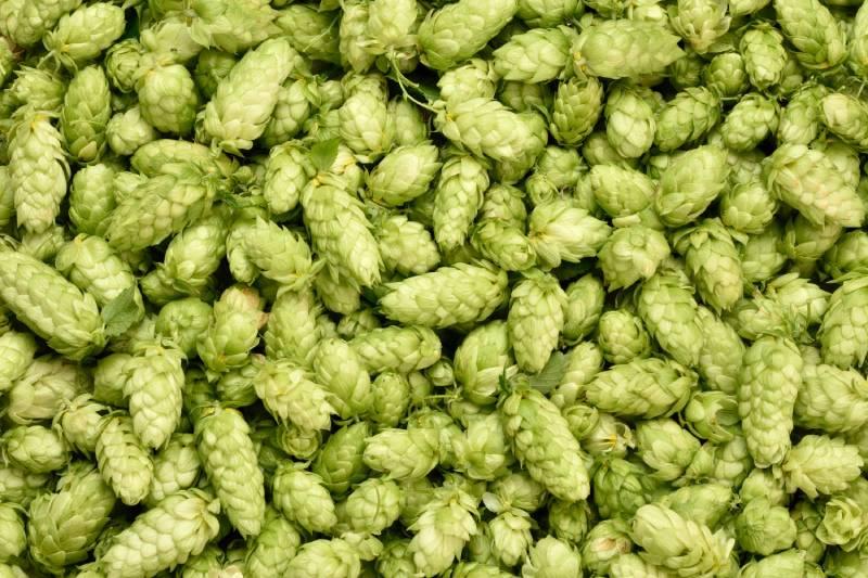 houblon-plante