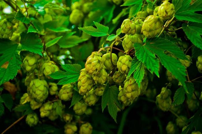 houblon