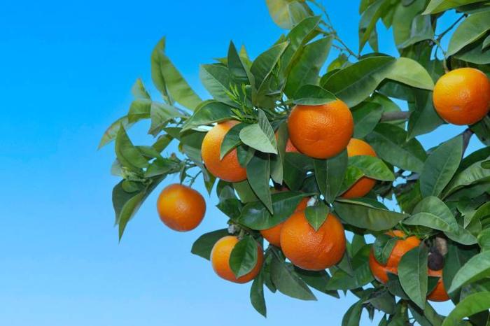 citrus-aurantium