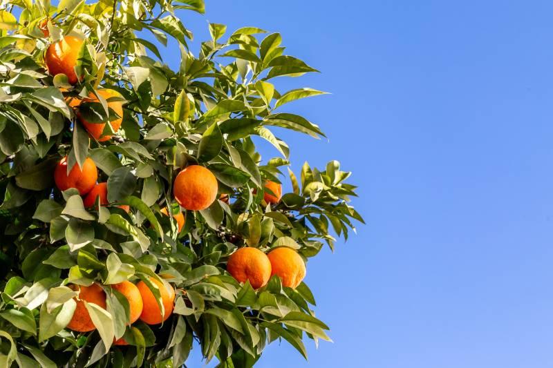 citrus-aurantium-huile-essentielle