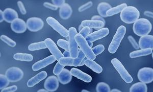 lactobacillus-gasseri