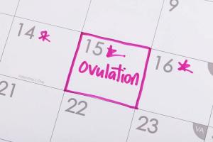 ovulation