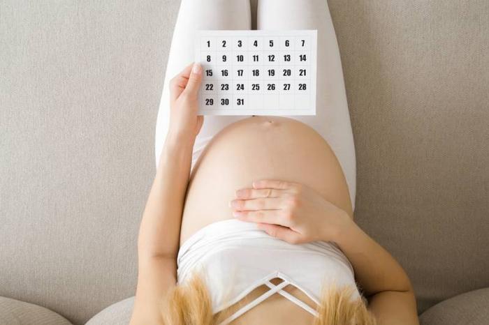 calendrier-de-grossesse