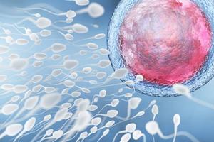 combien-de-temps-un-spermatozoide-atteint-lovule