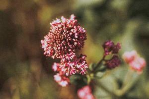 phytotherapie
