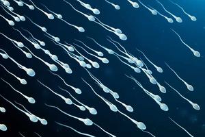 production-spermatozoides