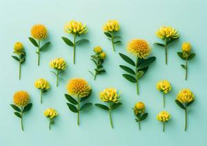 rhodiola
