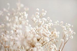tache-blanche-sur-le-gland