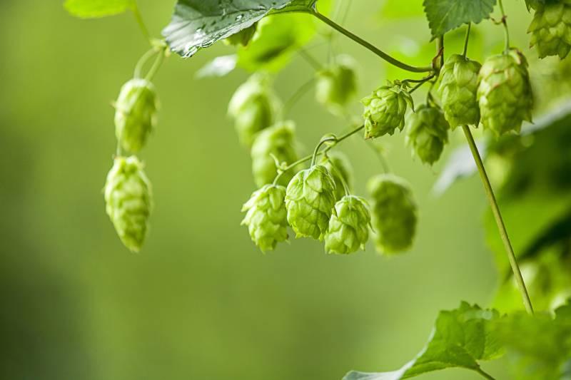 tisane-houblon