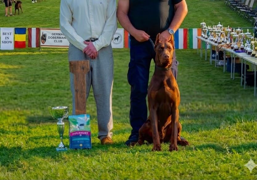 doberman-leese