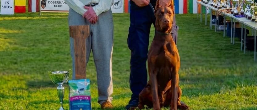 doberman-leese