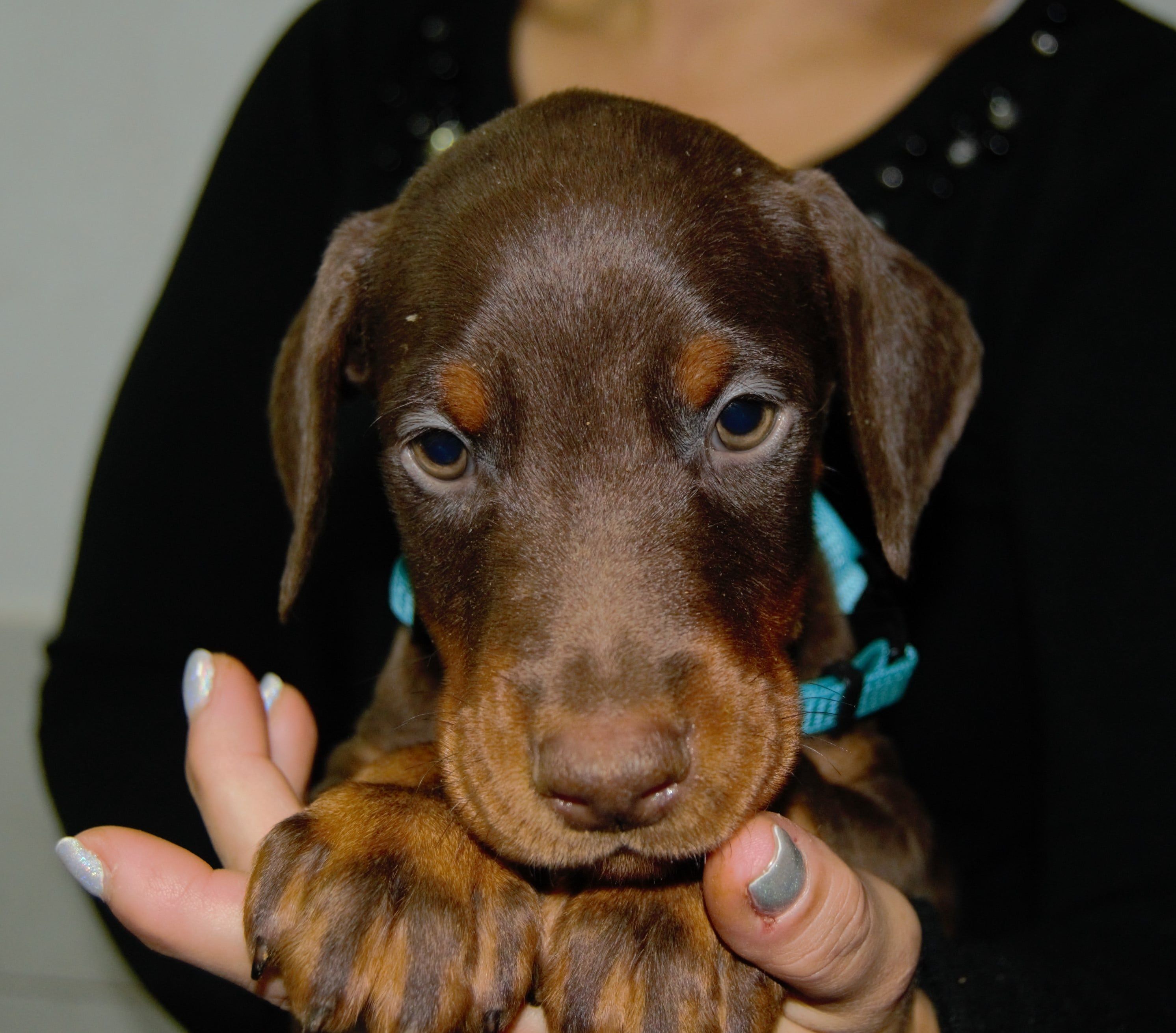 Ares - Doberman šampion iz Armageddon Angels kennela, mužjak