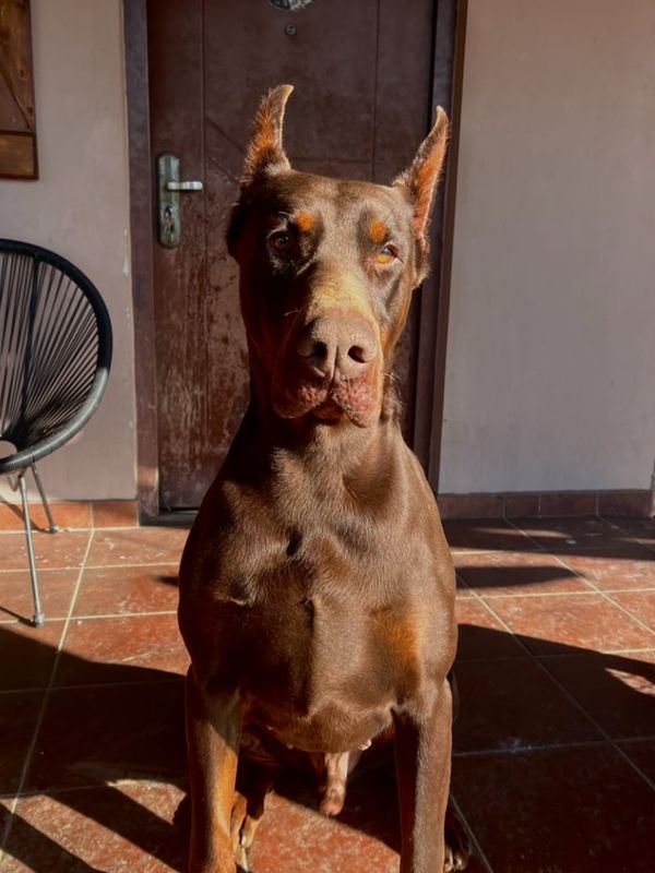doberman-sitting