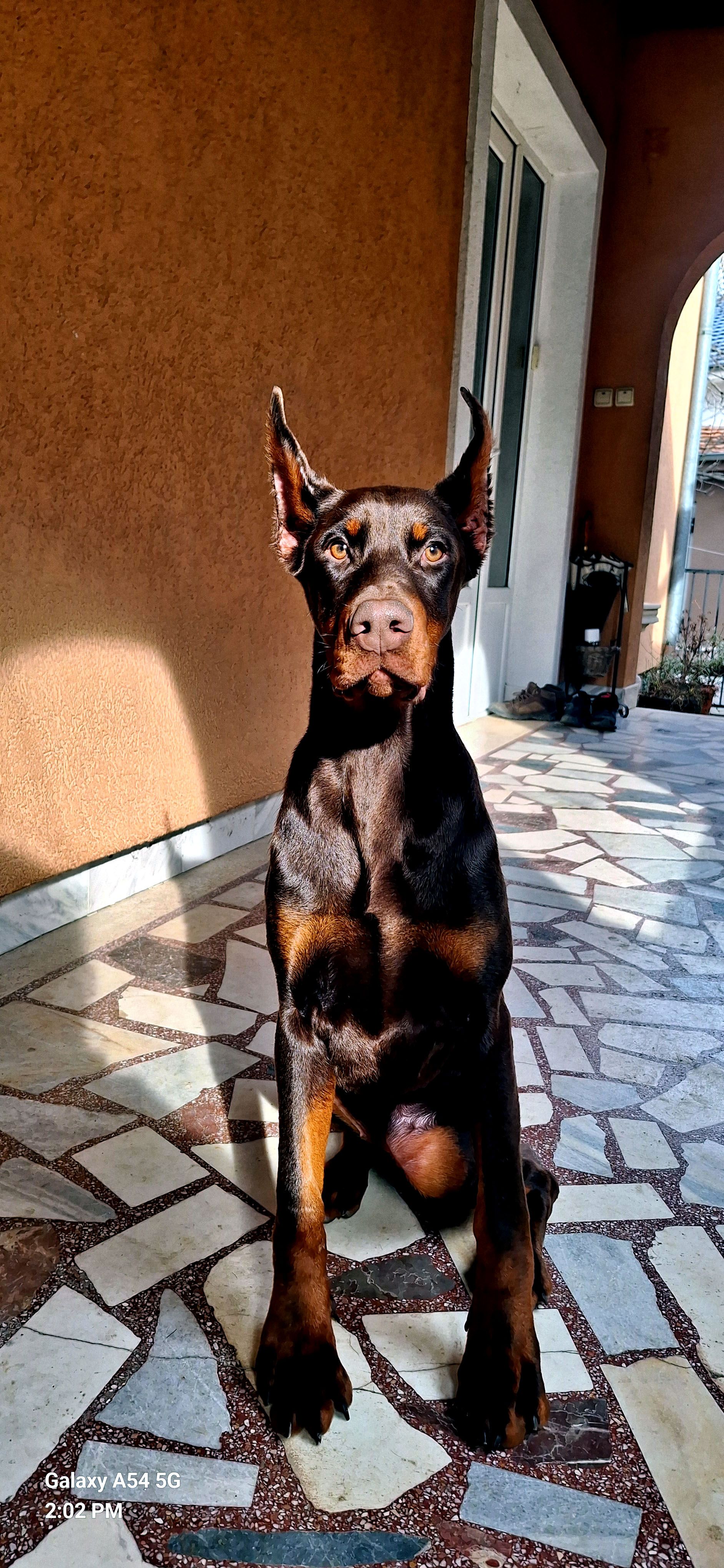 doberman-sitting
