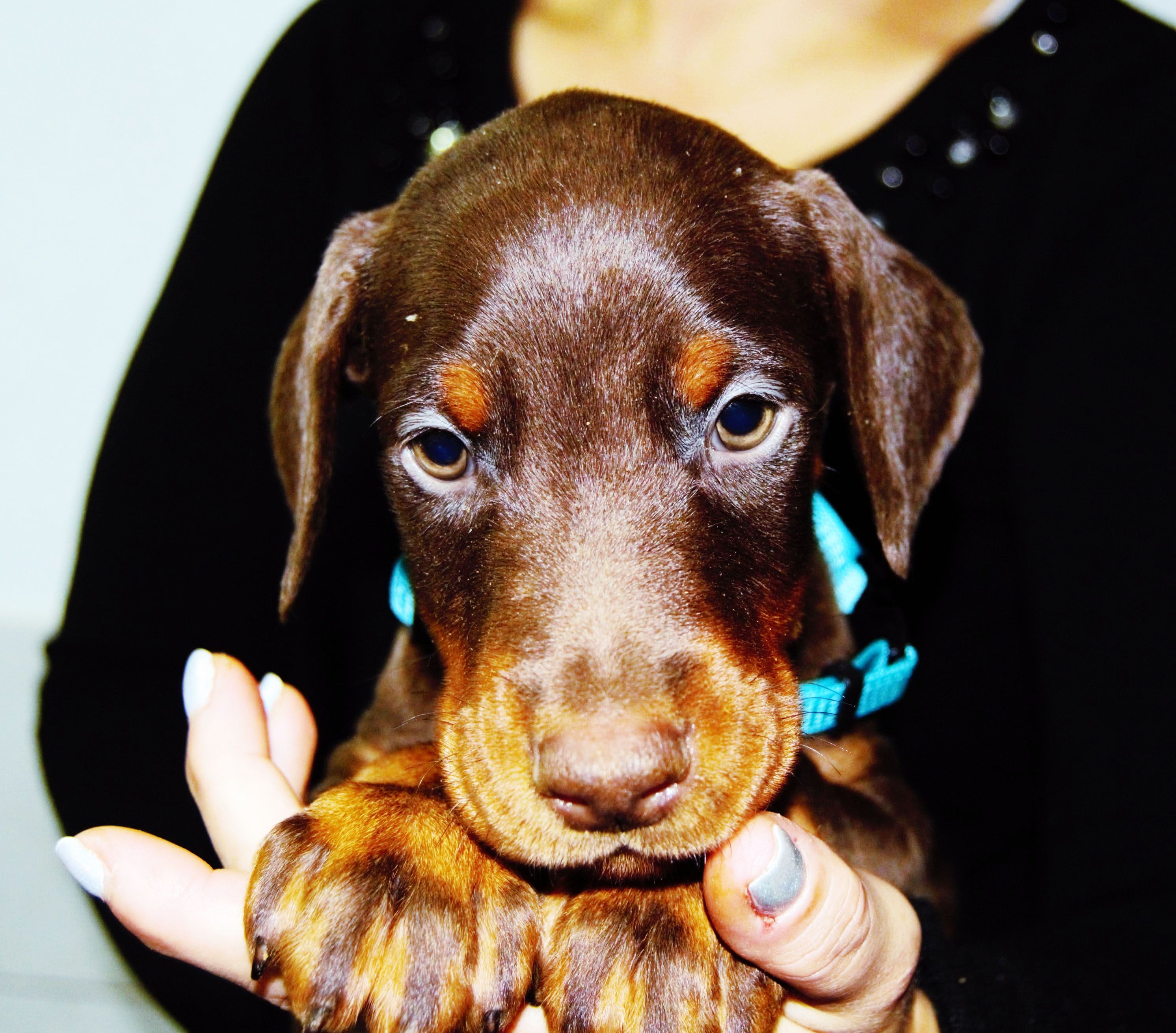 Aria - Doberman štene sa FCI rodovnikom iz Armageddon Angels kennela, 3 meseca, ženka