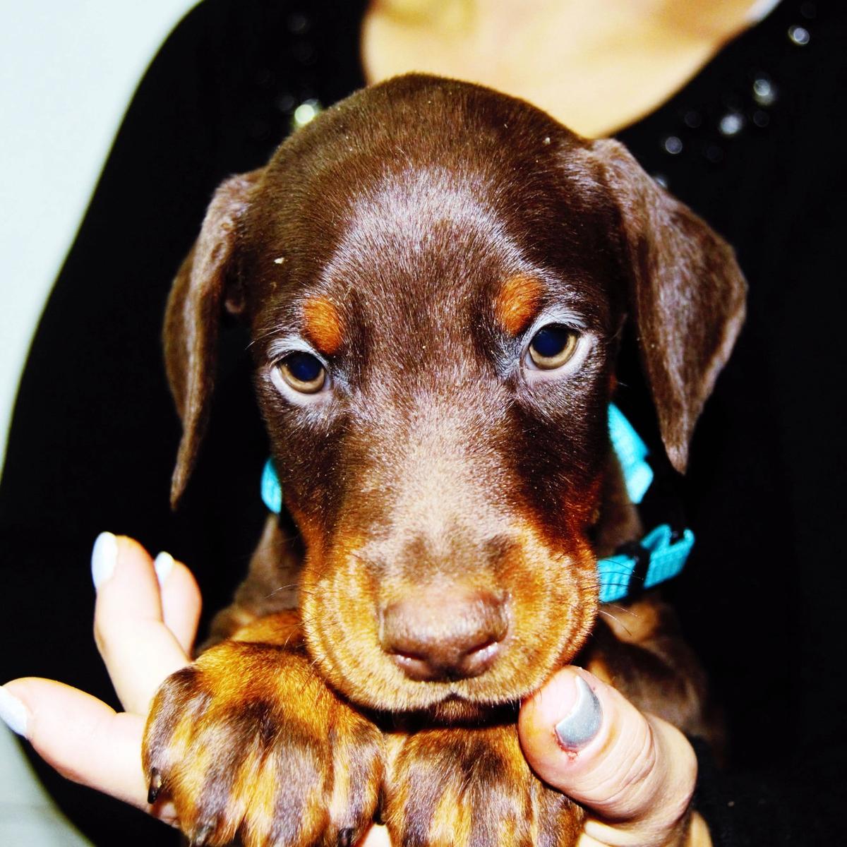 Aria - Doberman štene sa FCI rodovnikom iz Armageddon Angels kennela, 3 meseca, ženka