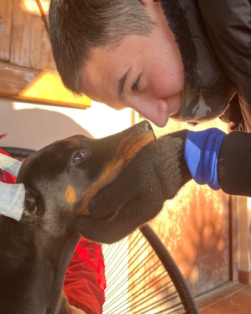 young-doberman