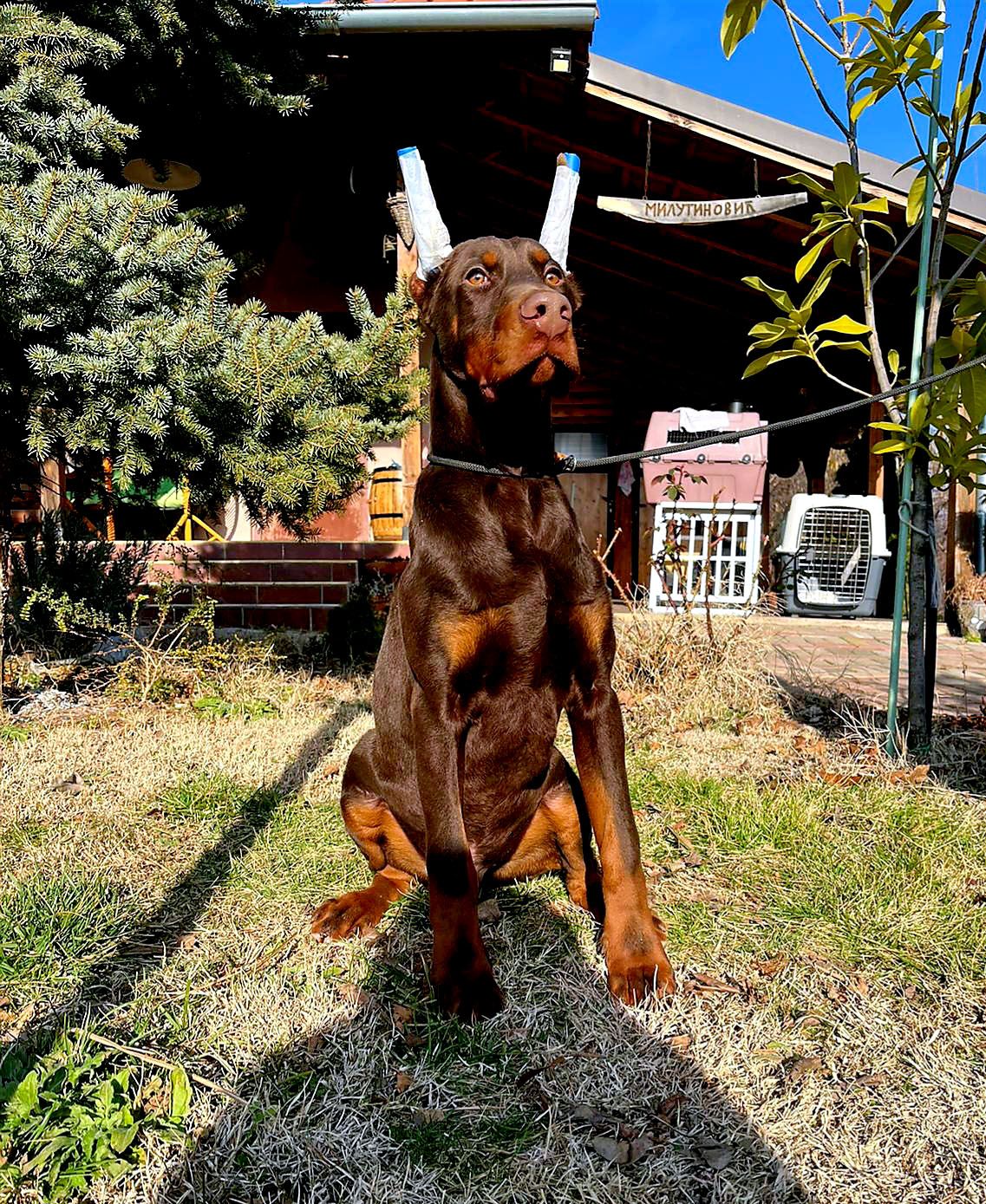 doberman-2