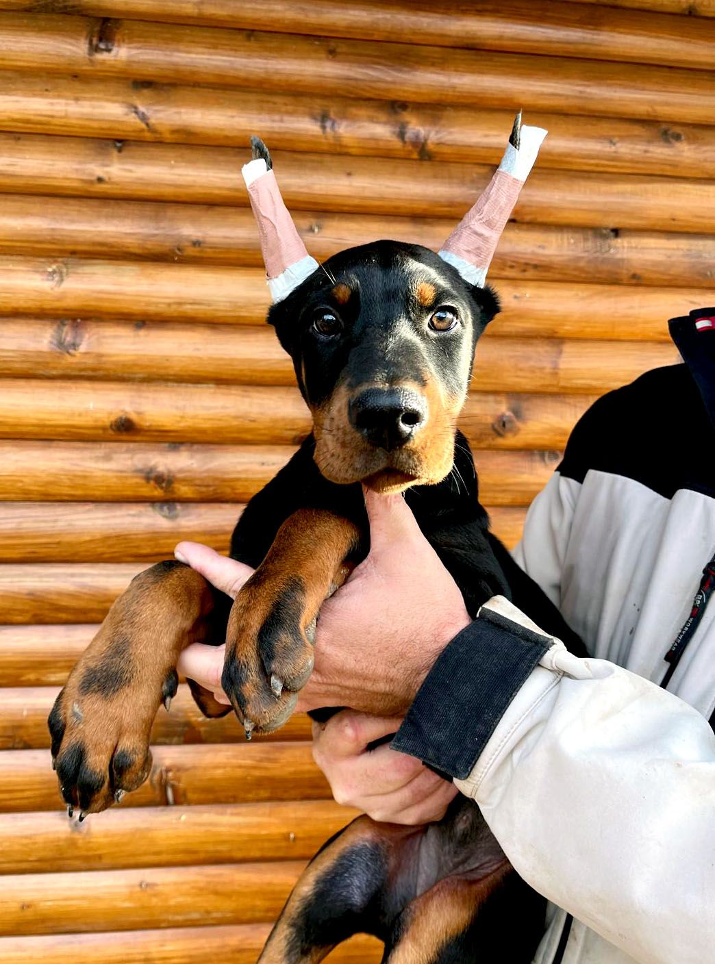young-doberman