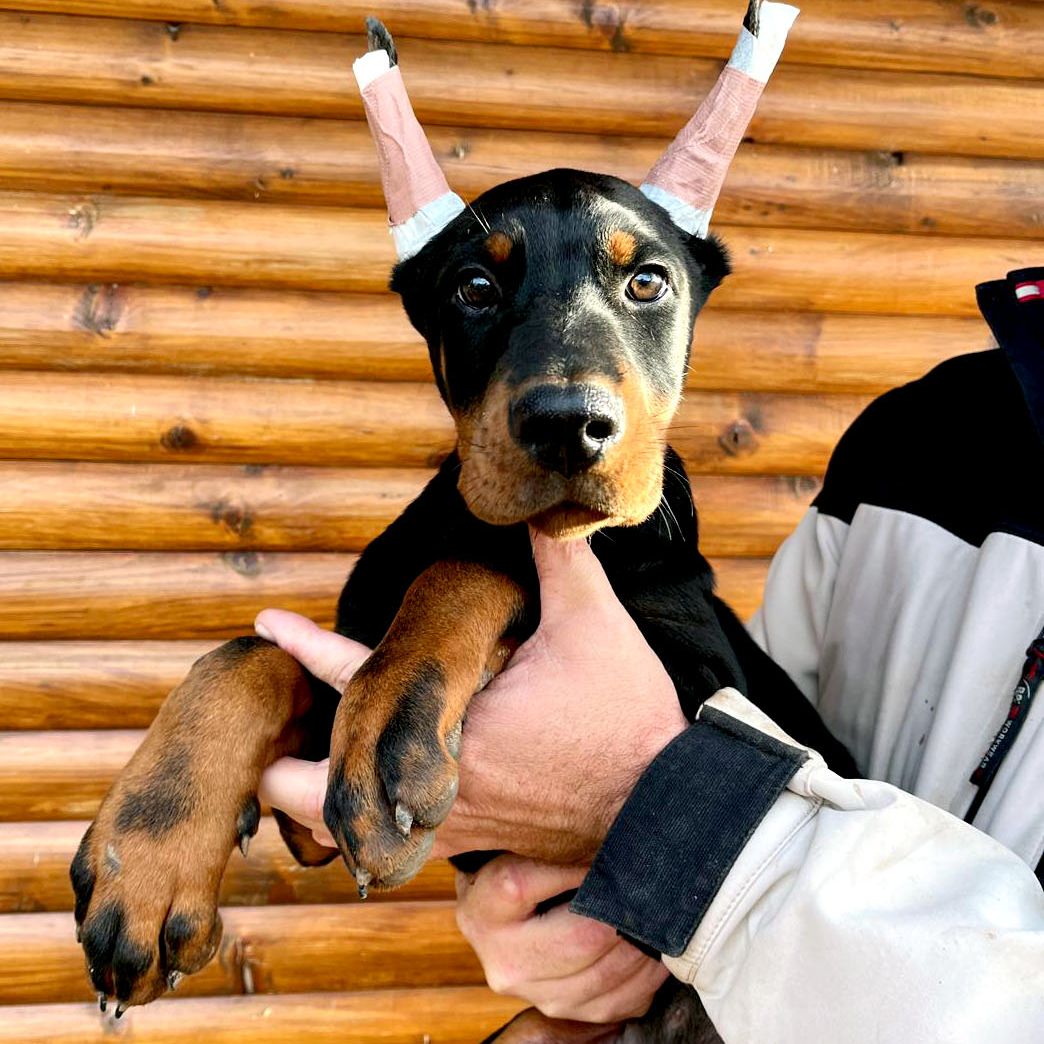 Hades - Doberman štene sa FCI rodovnikom iz Armageddon Angels kennela, 4 meseca, mužjak