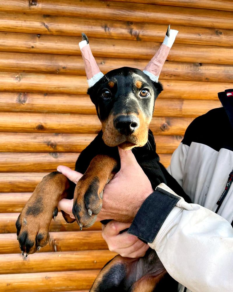 young-doberman