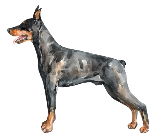 Doberman illustration