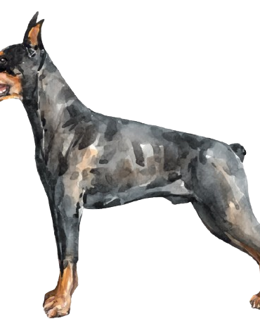 Doberman illustration