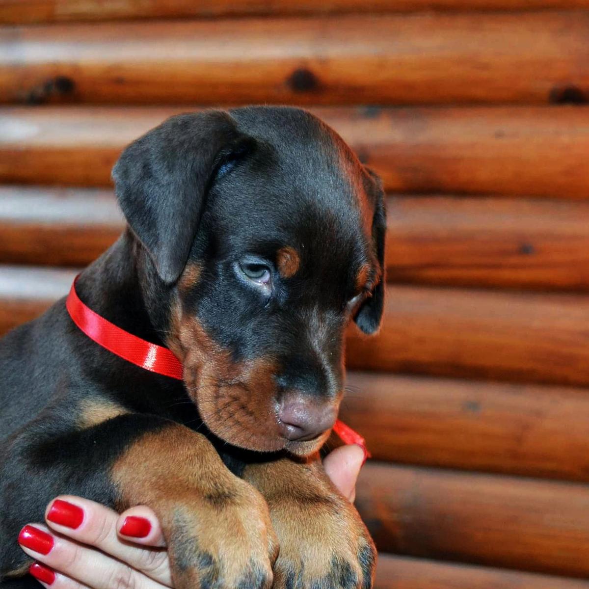 cute-doberman