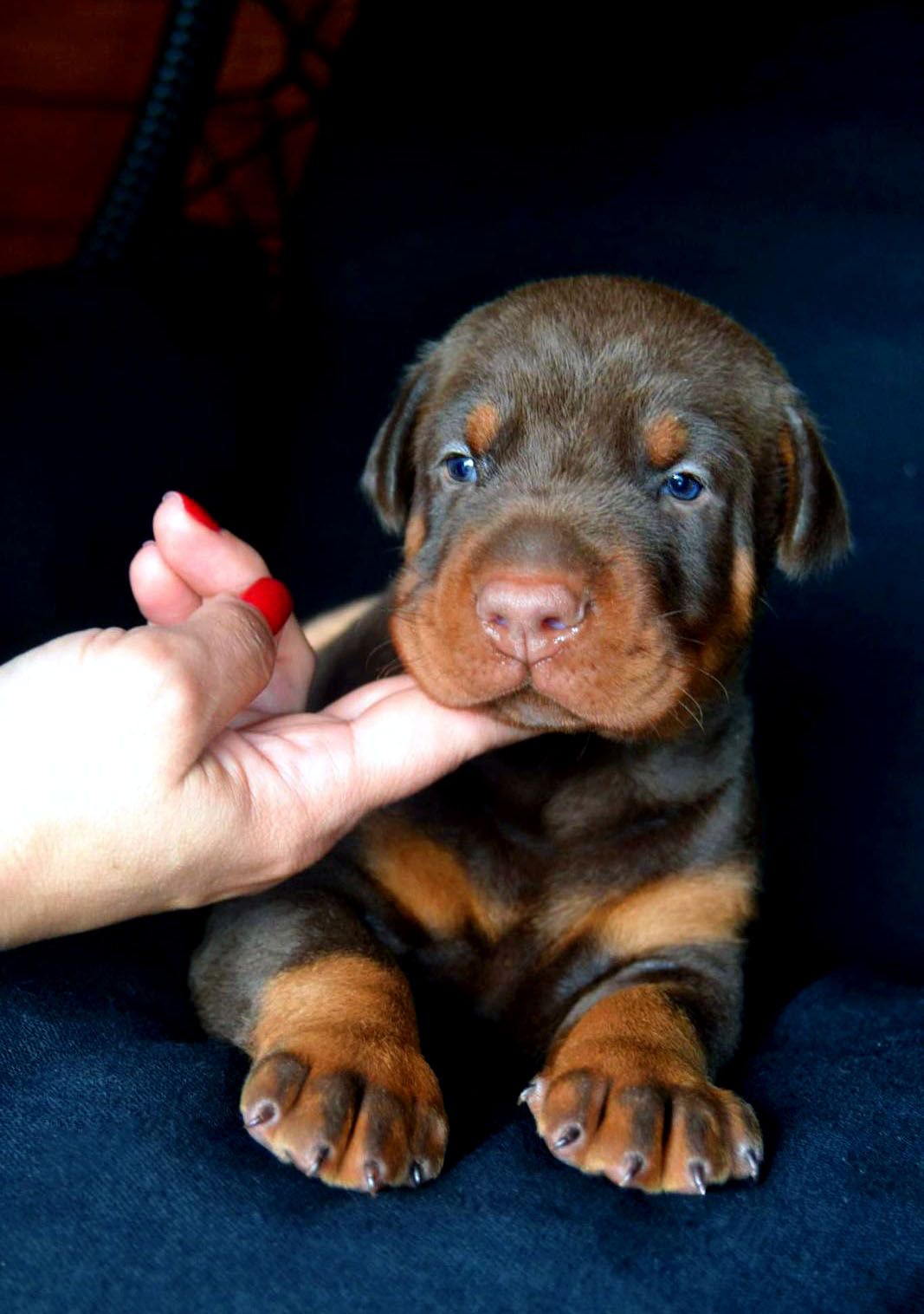 doberman-puppy