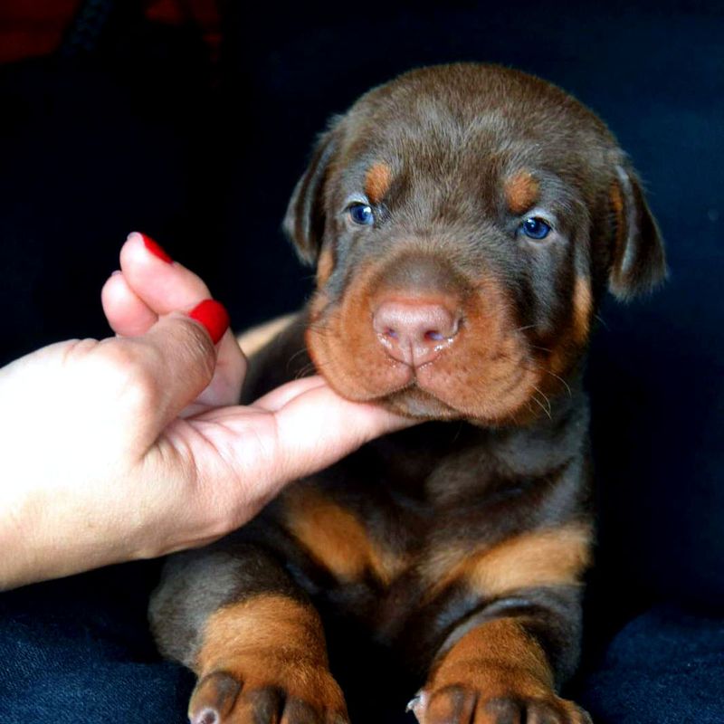 doberman-puppy