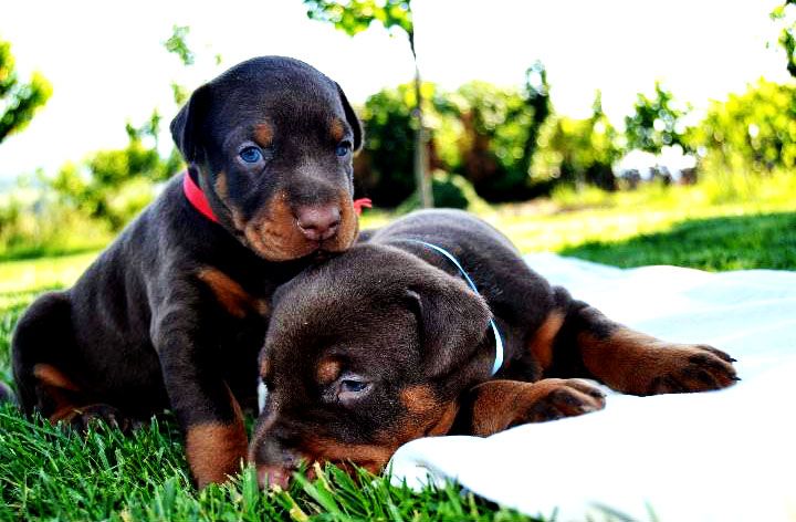 doberman-puppies
