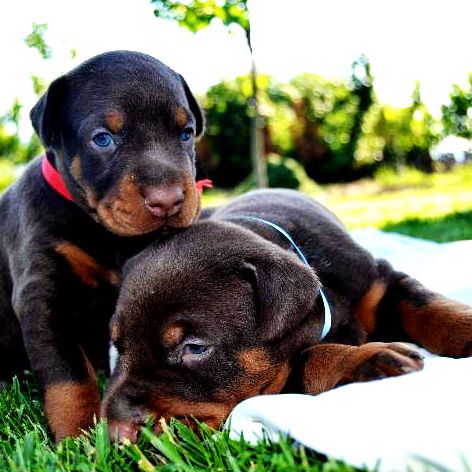 doberman-puppies