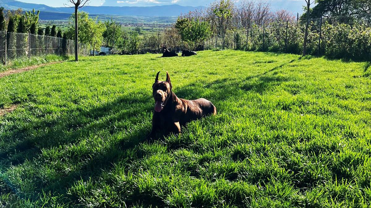 dog-2 - Armageddon Angels uzgoj dobermana Srbija