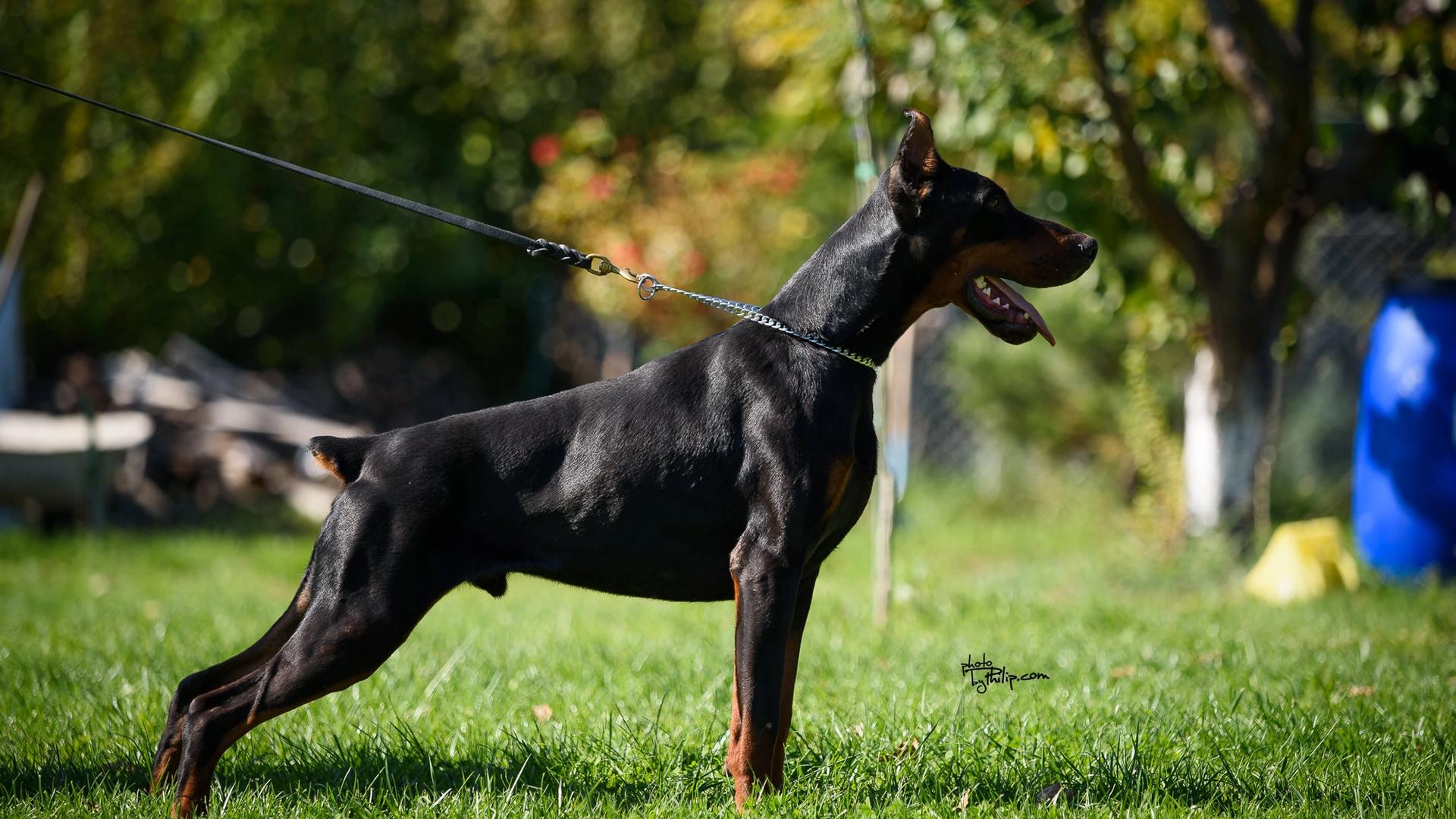 dog-1 - Armageddon Angels uzgoj dobermana Srbija
